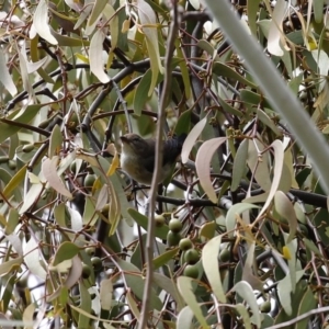 Dicaeum hirundinaceum at Tennent, ACT - 14 Oct 2020