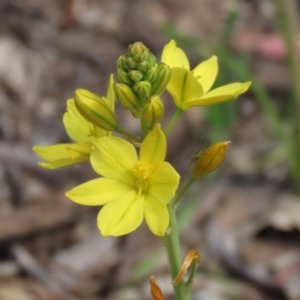 Bulbine bulbosa at Paddys River, ACT - 14 Oct 2020 02:31 PM