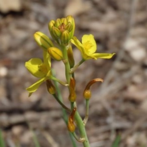 Bulbine bulbosa at Paddys River, ACT - 14 Oct 2020 02:31 PM