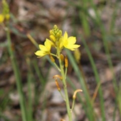 Bulbine bulbosa at Paddys River, ACT - 14 Oct 2020