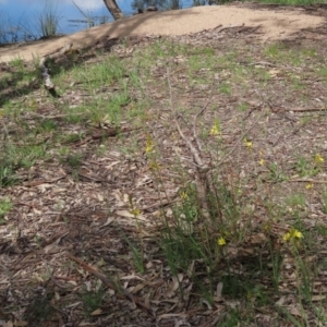 Bulbine bulbosa at Paddys River, ACT - 14 Oct 2020