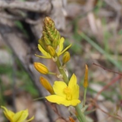 Bulbine bulbosa at Paddys River, ACT - 14 Oct 2020