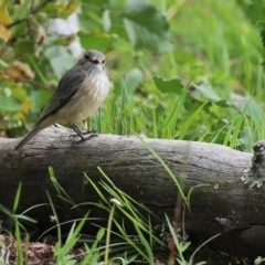 Pachycephala rufiventris (Rufous Whistler) at Tennent, ACT - 14 Oct 2020 by RodDeb