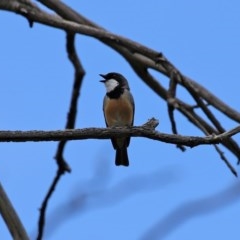 Pachycephala rufiventris at Tennent, ACT - 14 Oct 2020