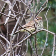 Pyrrholaemus sagittatus (Speckled Warbler) at Tennent, ACT - 14 Oct 2020 by RodDeb