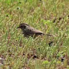 Pyrrholaemus sagittatus at Tennent, ACT - 14 Oct 2020