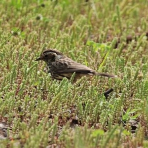 Pyrrholaemus sagittatus at Tennent, ACT - 14 Oct 2020