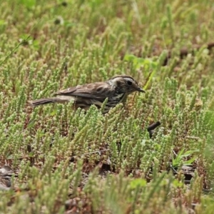 Pyrrholaemus sagittatus at Tennent, ACT - 14 Oct 2020