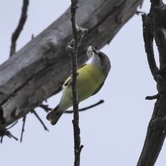 Gerygone olivacea (White-throated Gerygone) at Paddys River, ACT - 14 Oct 2020 by RodDeb