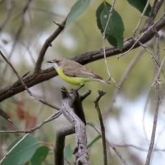 Gerygone olivacea at Paddys River, ACT - 14 Oct 2020