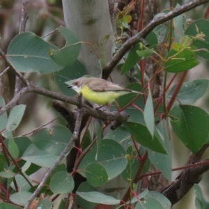 Gerygone olivacea at Paddys River, ACT - 14 Oct 2020