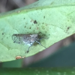 Unidentified Leafhopper or planthopper (Hemiptera, several families) at Aranda, ACT - 15 Oct 2020 by Jubeyjubes