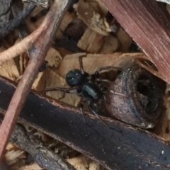 Zodariidae (family) (Unidentified Ant spider or Spotted ground spider) at Aranda, ACT - 15 Oct 2020 by Jubeyjubes