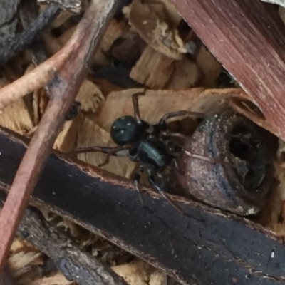 Zodariidae (family) (Unidentified Ant spider or Spotted ground spider) at Aranda, ACT - 15 Oct 2020 by Jubeyjubes