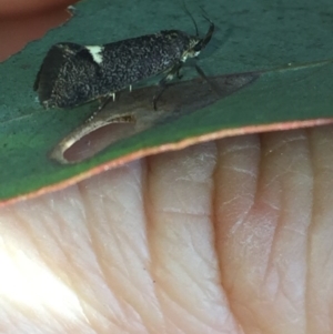 Leistomorpha brontoscopa at Aranda, ACT - 15 Oct 2020