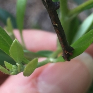 Ectropis (genus) at Aranda, ACT - 15 Oct 2020