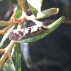 Eusemocosma pruinosa (Philobota Group Concealer Moth) at Aranda, ACT - 15 Oct 2020 by Jubeyjubes