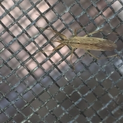 Nabis sp. (genus) (Damsel bug) at Aranda, ACT - 14 Oct 2020 by Jubeyjubes