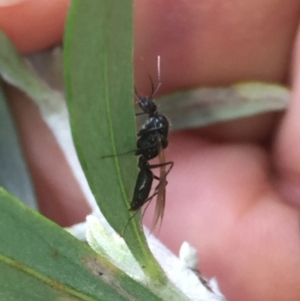 Formicidae (family) at Aranda, ACT - 15 Oct 2020