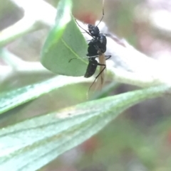 Formicidae (family) at Aranda, ACT - 15 Oct 2020