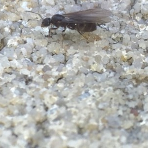 Formicidae (family) at Aranda, ACT - 15 Oct 2020 11:50 AM