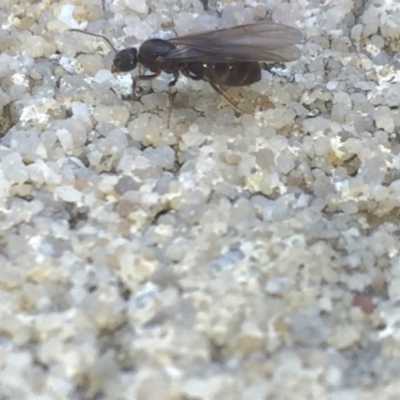 Formicidae (family) (Unidentified ant) at Aranda, ACT - 15 Oct 2020 by Jubeyjubes