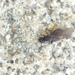 Formicidae (family) at Aranda, ACT - 15 Oct 2020 11:50 AM