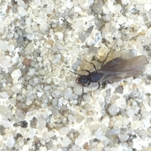 Formicidae (family) at Aranda, ACT - 15 Oct 2020