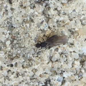 Formicidae (family) at Aranda, ACT - 15 Oct 2020 11:50 AM