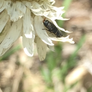 Ellipsidion australe at Aranda, ACT - 15 Oct 2020 12:16 PM