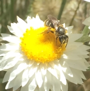 Lasioglossum (Chilalictus) sp. (genus & subgenus) at Aranda, ACT - 15 Oct 2020