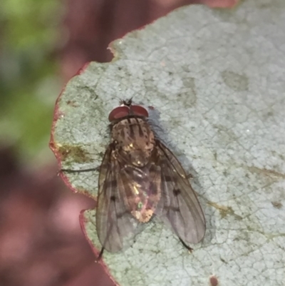 Helina sp. (genus) (Muscid fly) at Aranda, ACT - 15 Oct 2020 by Jubeyjubes