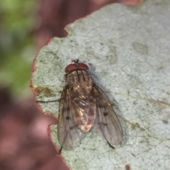 Helina sp. (genus) (Muscid fly) at Aranda, ACT - 15 Oct 2020 by Jubeyjubes