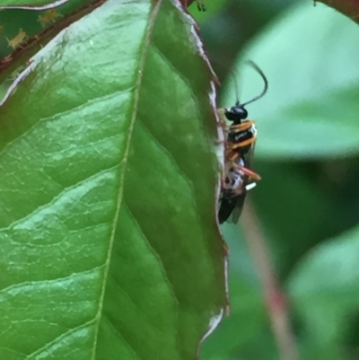 Ichneumonidae (family) (Unidentified ichneumon wasp) at Aranda, ACT - 15 Oct 2020 by Jubeyjubes