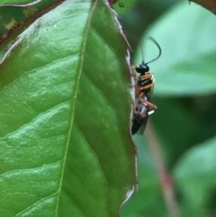 Ichneumonidae (family) (Unidentified ichneumon wasp) at Aranda, ACT - 15 Oct 2020 by Jubeyjubes