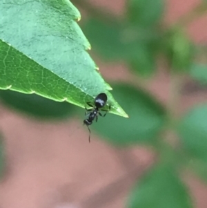 Formicidae (family) at Aranda, ACT - 15 Oct 2020