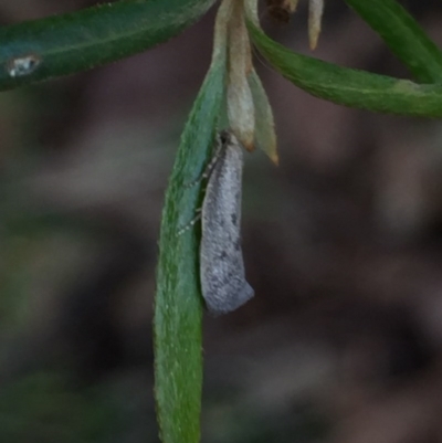 Oecophoridae (family) (Unidentified Oecophorid concealer moth) at Aranda, ACT - 15 Oct 2020 by Jubeyjubes