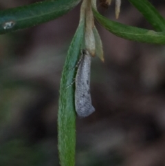 Oecophoridae (family) (Unidentified Oecophorid concealer moth) at Aranda, ACT - 15 Oct 2020 by Jubeyjubes