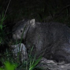 Vombatus ursinus (Common wombat, Bare-nosed Wombat) at Bowral, NSW - 15 Oct 2020 by pdmantis