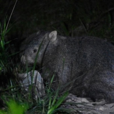 Vombatus ursinus (Common wombat, Bare-nosed Wombat) at Bowral - 15 Oct 2020 by pdmantis