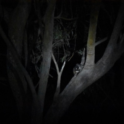 Pseudocheirus peregrinus (Common Ringtail Possum) at Bowral, NSW - 15 Oct 2020 by pdmantis