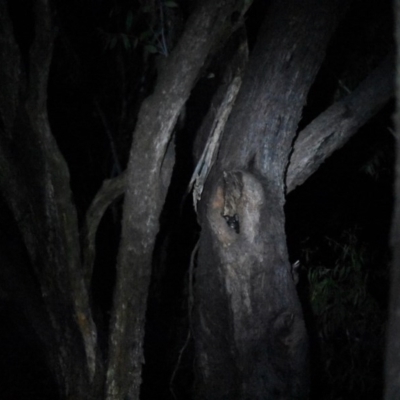 Petauroides volans (Greater Glider) at Bowral, NSW - 15 Oct 2020 by pdmantis