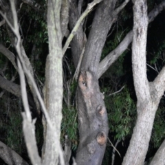 Petauroides volans at Mittagong - 15 Oct 2020 09:00 PM