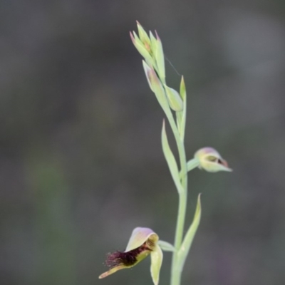 Calochilus paludosus (Strap Beard Orchid) at Bowral - 15 Oct 2020 by pdmantis