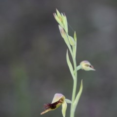 Calochilus paludosus (Strap beard orchid) at Wingecarribee Local Government Area - 15 Oct 2020 by pdmantis