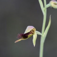 Calochilus paludosus at Bowral, NSW - 15 Oct 2020