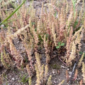 Crassula sieberiana at Googong, NSW - 15 Oct 2020