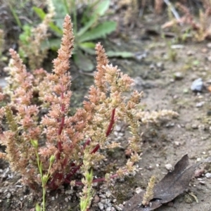 Crassula sieberiana at Googong, NSW - 15 Oct 2020