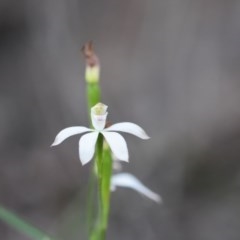 Caladenia moschata (Musky Caps) at Wingecarribee Local Government Area - 15 Oct 2020 by pdmantis