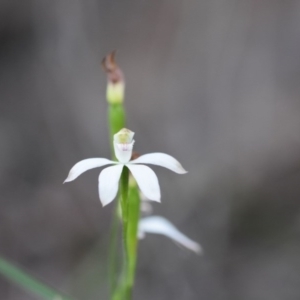 Caladenia moschata at Bowral, NSW - suppressed